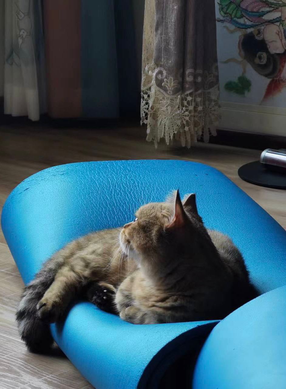 The cute cat went to sleep :)